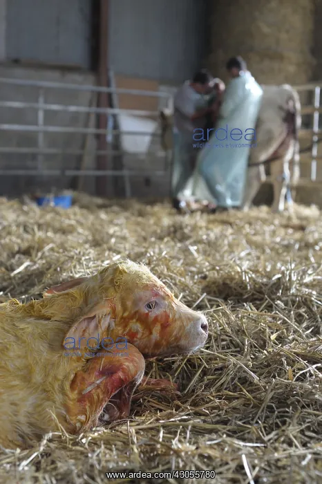 : Charolaise Calf born by caesarean Nord Pas-de-Calais France : Charolaise Calf born by caesarean Nord Pas-de-Calais France