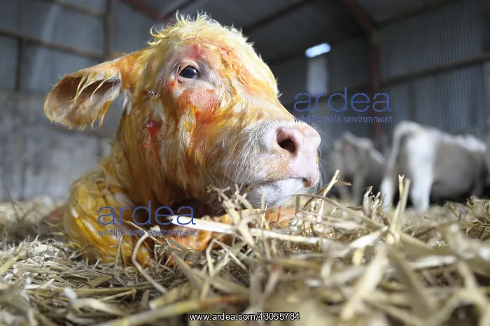 : Charolaise Calf born by caesarean Nord Pas-de-Calais France : Charolaise Calf born by caesarean Nord Pas-de-Calais France