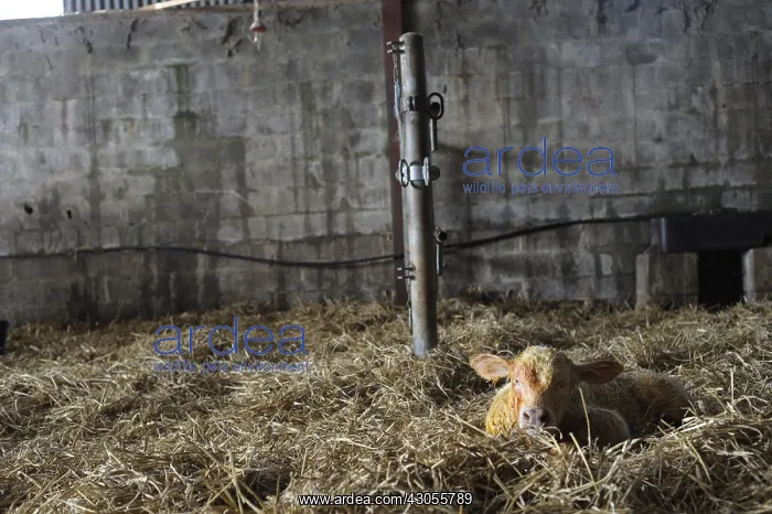 : Charolaise Calf born by caesarean Nord Pas-de-Calais France : Charolaise Calf born by caesarean Nord Pas-de-Calais France