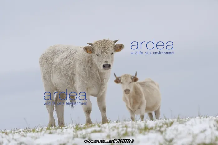 : Charolaise Calf and Cow in the snow Lozere France : Charolaise Calf and Cow in the snow Lozere France