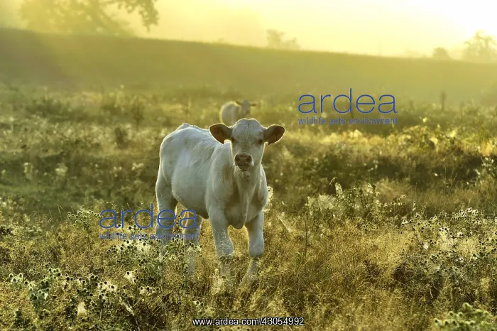 : Charolaise calf in a meadow Pouilly Loire France : Charolaise calf in a meadow Pouilly Loire France