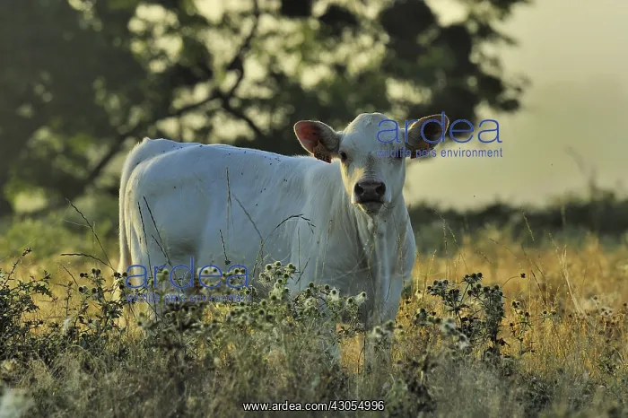 : Charolaise calf in a meadow Pouilly Loire France : Charolaise calf in a meadow Pouilly Loire France