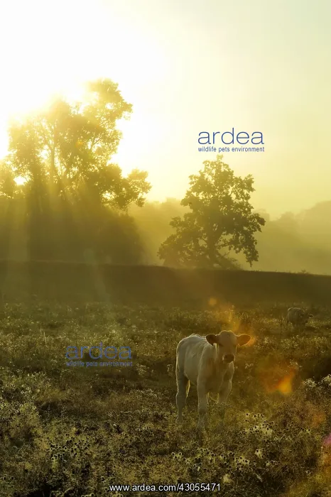 : Charolaise calf in a meadow Pouilly Loire France : Charolaise calf in a meadow Pouilly Loire France