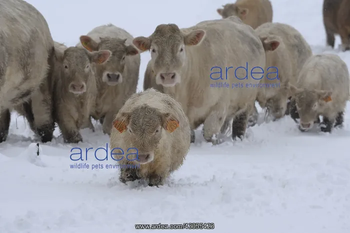 : Charolaise Calves and Cows in the snow Lozere France : Charolaise Calves and Cows in the snow Lozere France