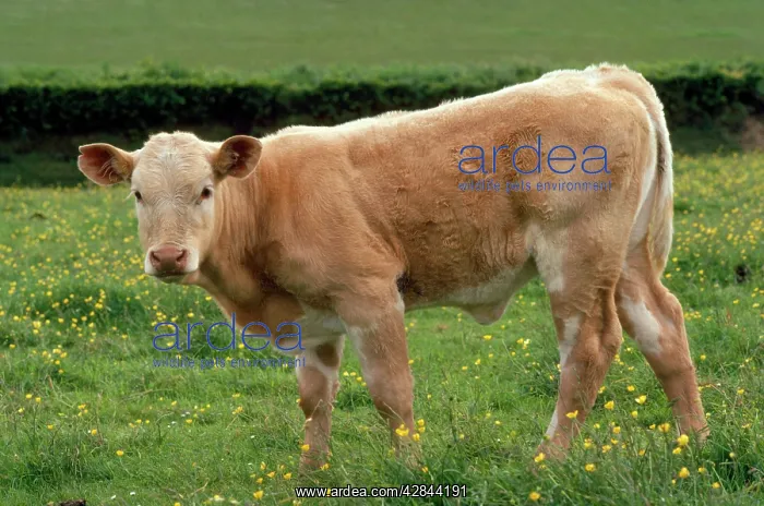 : Charolaise Cattle : Charolaise Cattle