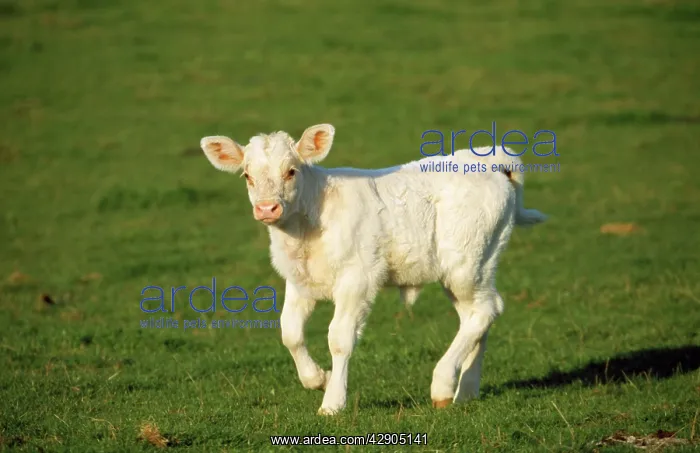 : Charolaise Cow - Calf on grass