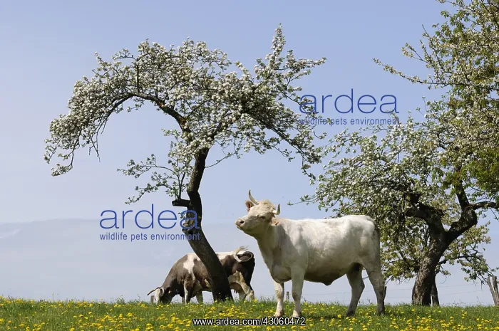 : Charolaise Cow and Cherry blossoms Franche-Comte France : Charolaise Cow and Cherry blossoms Franche-Comte France