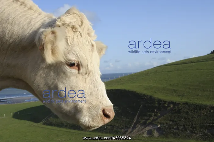 : Charolaise Cow outdoor Nord Pas-de-Calais France : Charolaise Cow outdoor Nord Pas-de-Calais France