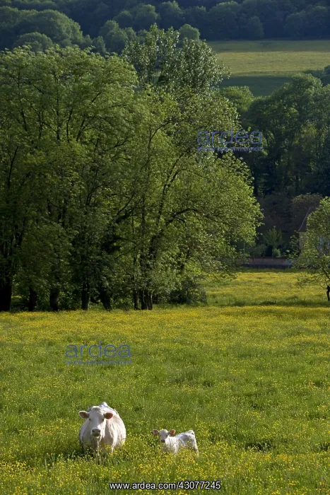 : Charolaise Cow and its Veal in a pasture Bourgogne France : Charolaise Cow and its Veal in a pasture Bourgogne France