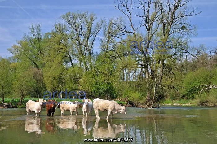 : Charolaise cows into Allan river to Allenjoie Franche-Comte : Charolaise cows into Allan river to Allenjoie Franche-Comte