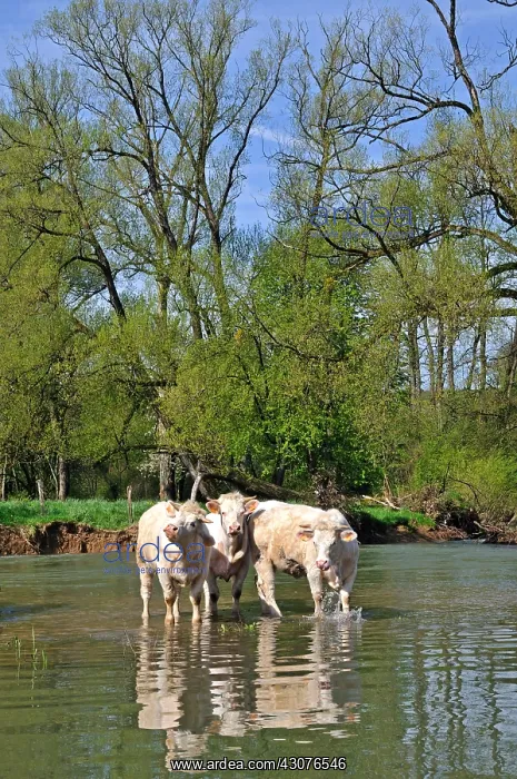 : Charolaise cows into Allan river to Allenjoie Franche-Comte : Charolaise cows into Allan river to Allenjoie Franche-Comte