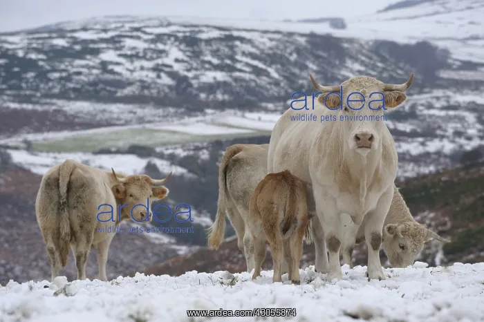 : Charolaise Cows and calves in the snow Lozere France : Charolaise Cows and calves in the snow Lozere France