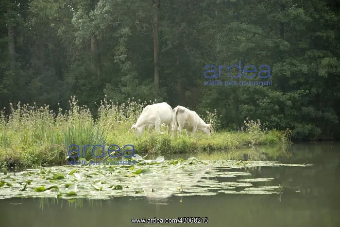 : Charolaise cows grazing in the Marais Poitevin France : Charolaise cows grazing in the Marais Poitevin France