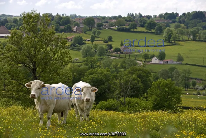 : Charolaise Cows in a meadow Bourgogne France : Charolaise Cows in a meadow Bourgogne France