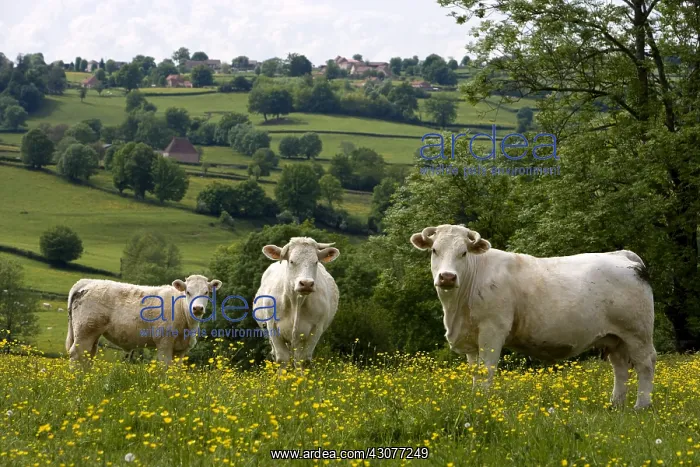 : Charolaise Cows in a meadow Bourgogne France : Charolaise Cows in a meadow Bourgogne France