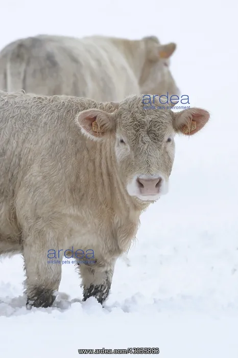 : Charolaise Cows in the snow Lozere France : Charolaise Cows in the snow Lozere France