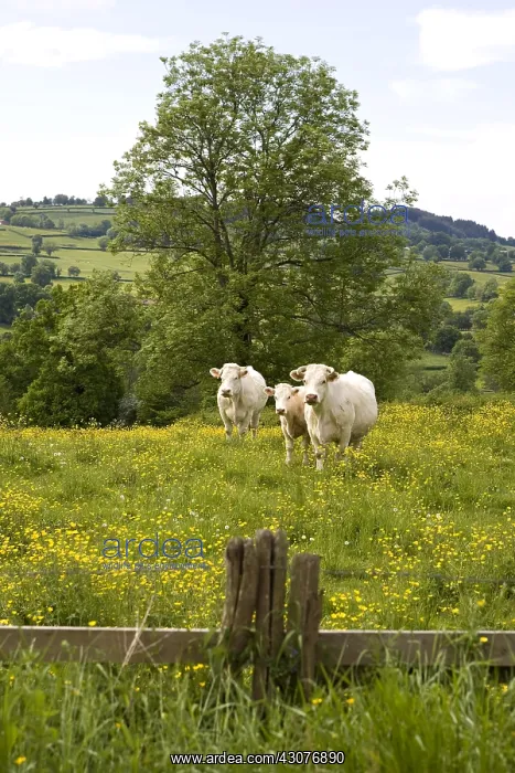 : Charolaises Cows in a pasture Bourgogne France : Charolaises Cows in a pasture Bourgogne France