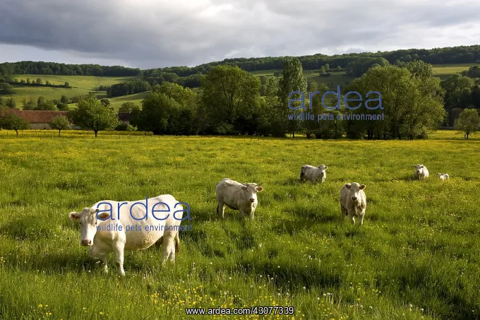 : Charolaises Cows in a pasture Bourgogne France : Charolaises Cows in a pasture Bourgogne France