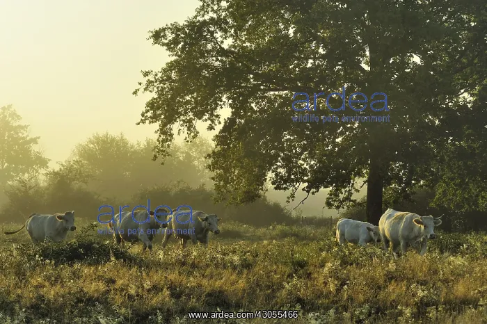 : Charolaises walking in a meadow Pouilly Loire France : Charolaises walking in a meadow Pouilly Loire France