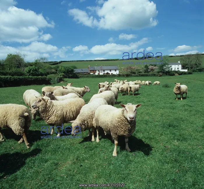 : Charollais ewes : Charollais ewes