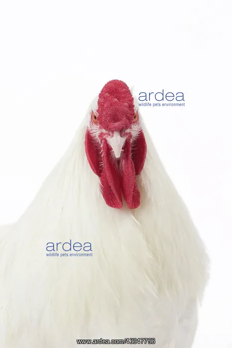  : Charollaise Chicken Cockerel  /  Rooster