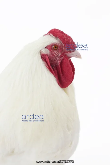  : Charollaise Chicken Cockerel  /  Rooster