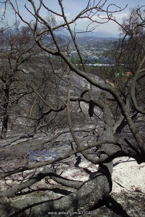 : Charred Tree : Charred Tree