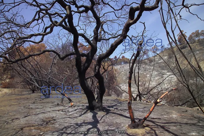 : Charred Trees : Charred Trees
