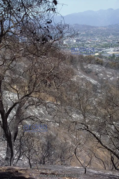 : Charred Trees : Charred Trees