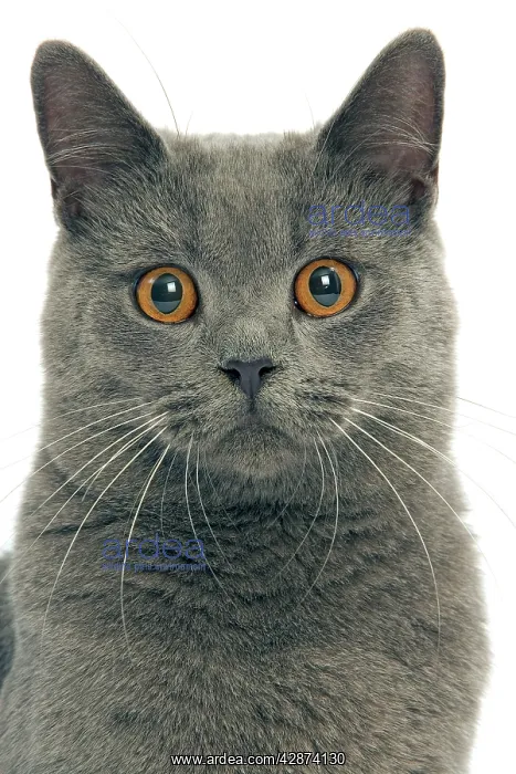  : Chartreux Cat