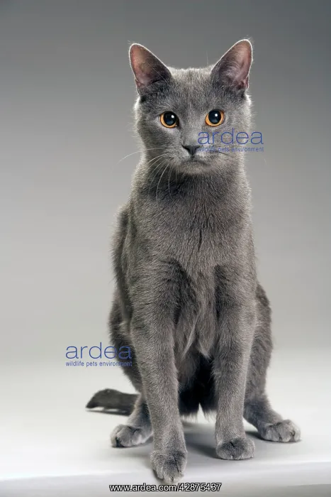 : Chartreux Cat
