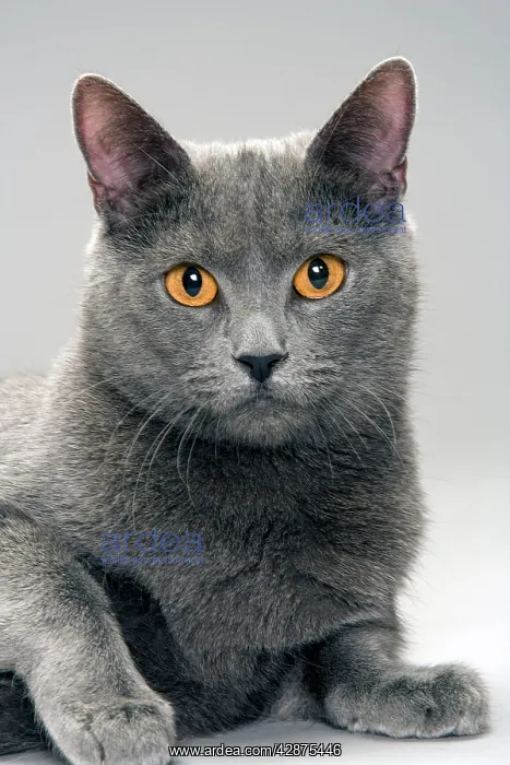  : Chartreux Cat