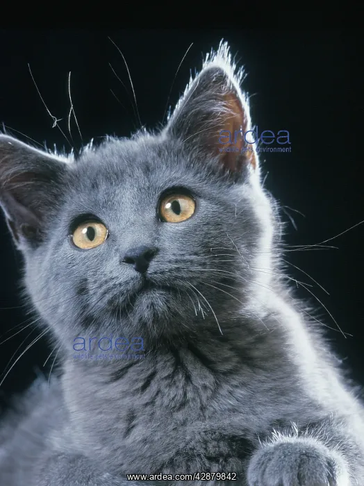  : Chartreux CAT