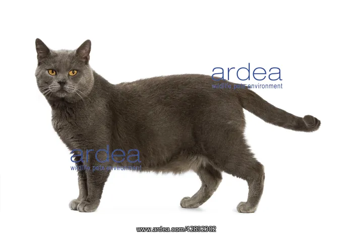  : Chartreux Cat
