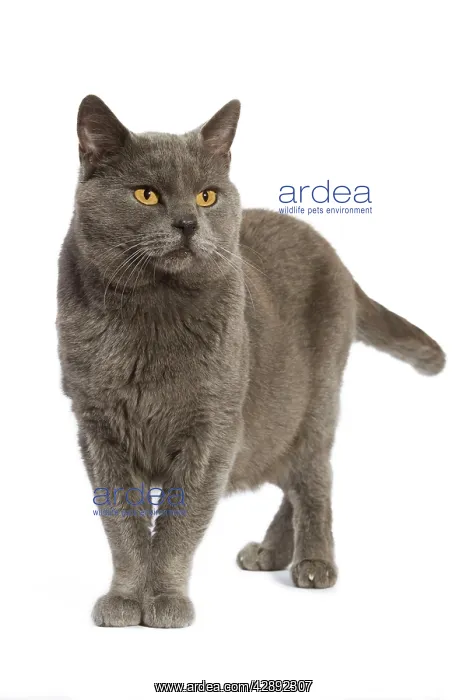  : Chartreux Cat