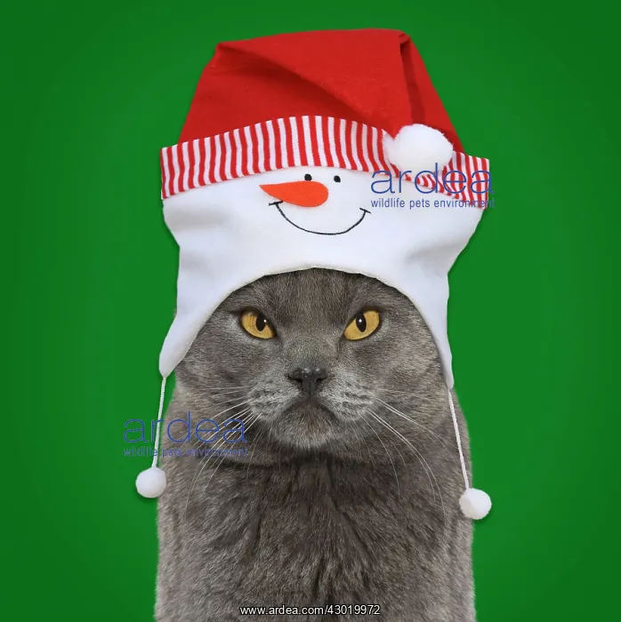 : Chartreux Cat : Chartreux Cat