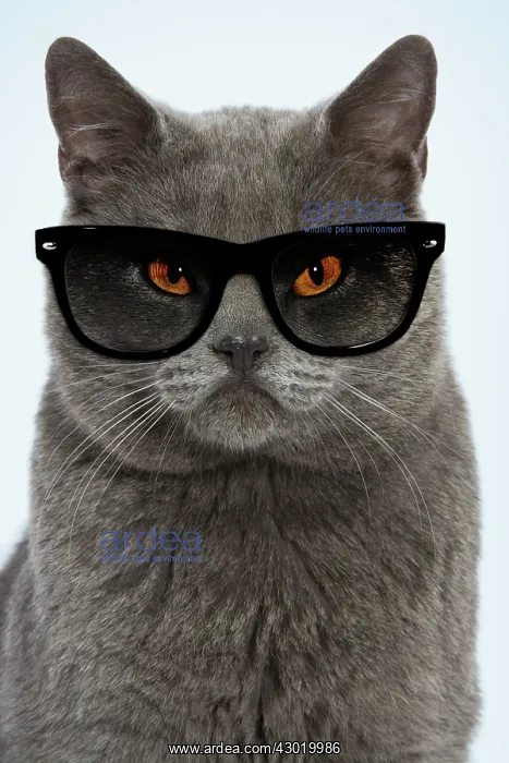 : Chartreux Cat : Chartreux Cat