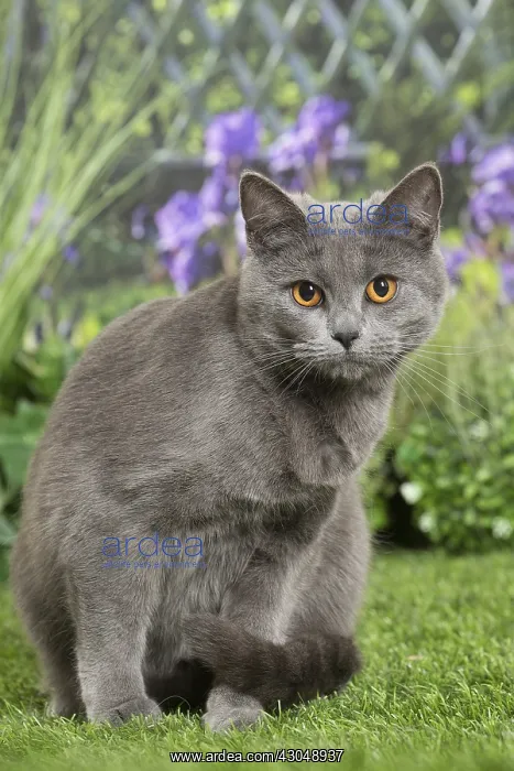  : Chartreux Cat