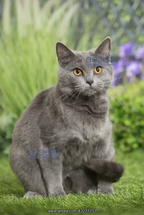  : Chartreux Cat