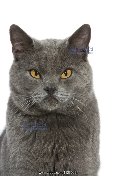 : Chartreux Cat : Chartreux Cat