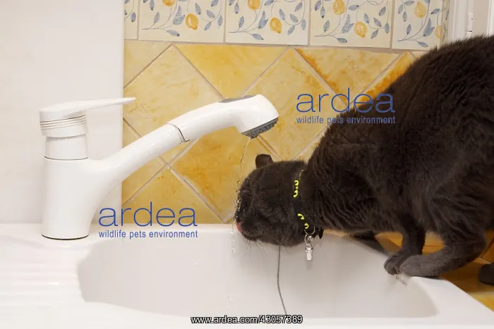 : Chartreux Cat drinking water from the kitchen faucet : Chartreux Cat drinking water from the kitchen faucet