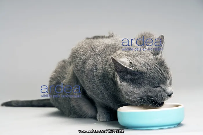  : Chartreux Cat - eating from bowl
