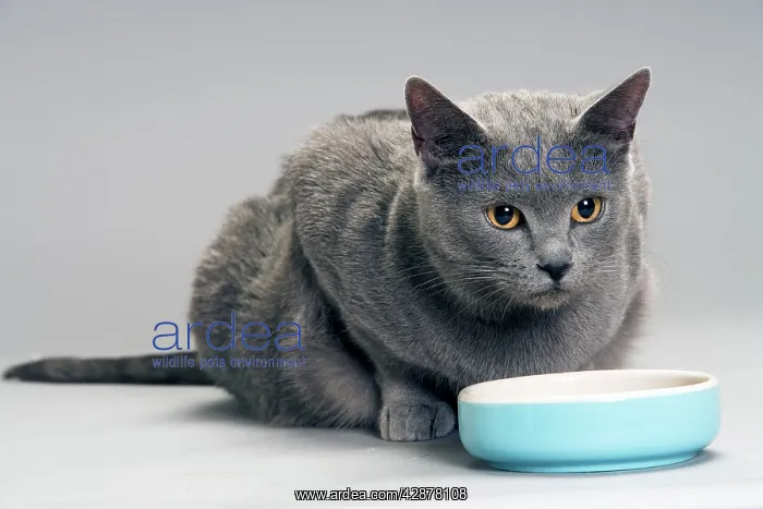  : Chartreux Cat - at feeding bowl