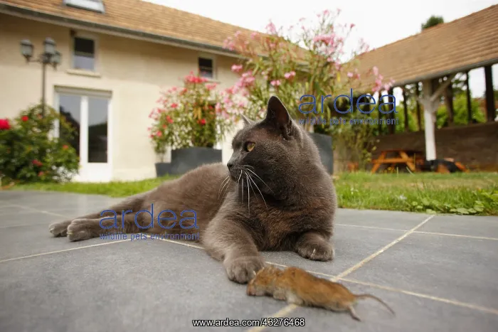 : Chartreux cat (Felis catus domesticus) lying on : Chartreux cat (Felis catus domesticus) lying on