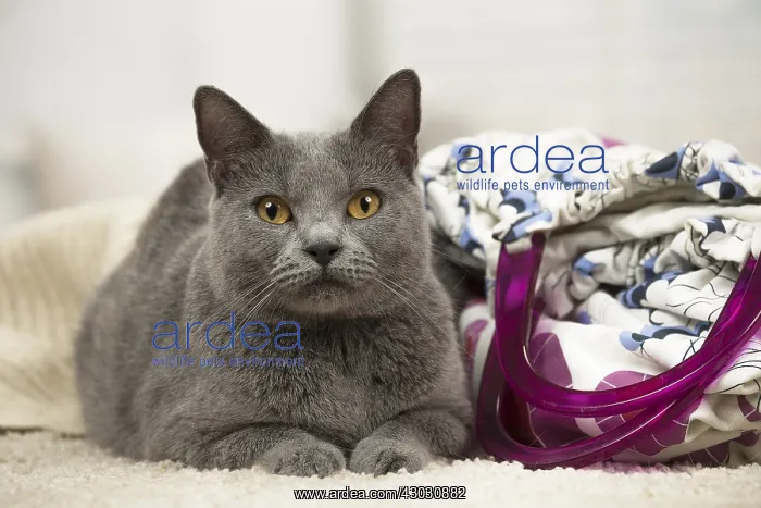  : Chartreux cat indoors