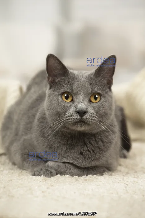  : Chartreux cat indoors