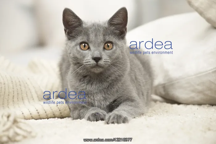  : Chartreux cat indoors