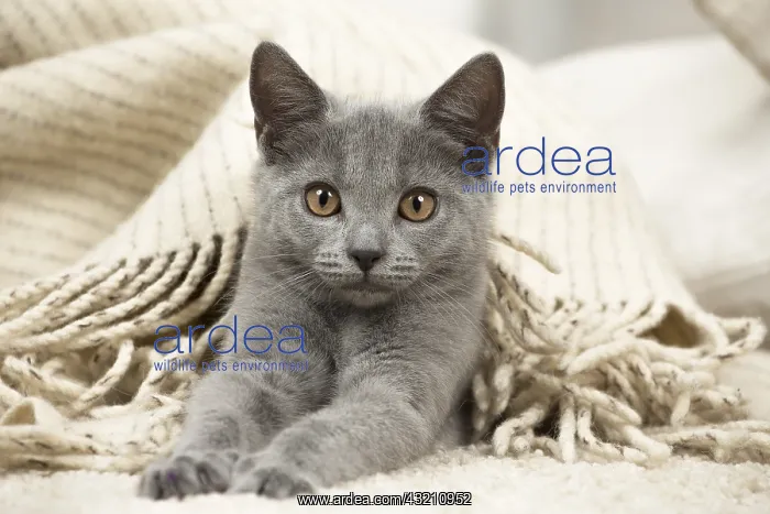  : Chartreux cat indoors