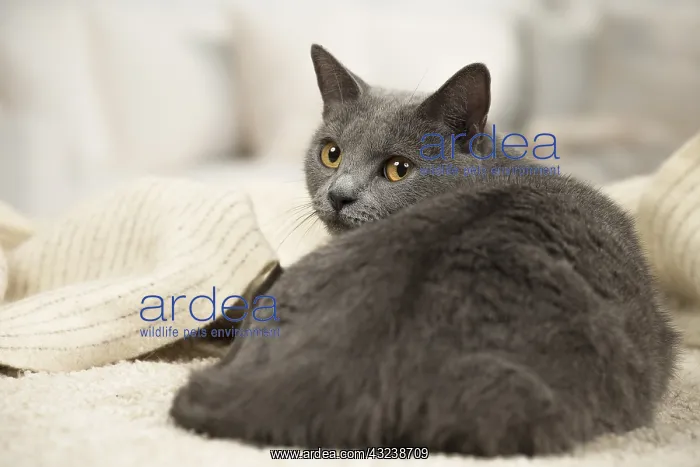  : Chartreux cat indoors