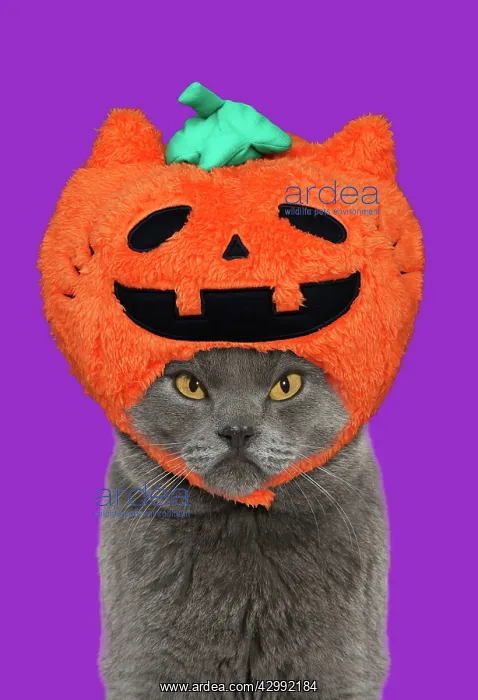 : Chartreux Cat, looking unhappy, grumpy wearing : Chartreux Cat, looking unhappy, grumpy wearing